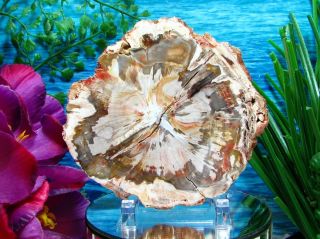Petrified Wood Complete Round Slab W/bark Exquisite Ivory Rust Gray Gold Flower