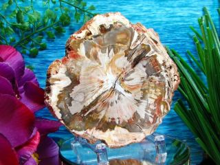 Petrified Wood COMPLETE ROUND Slab w/Bark EXQUISITE IVORY RUST GRAY GOLD Flower 2