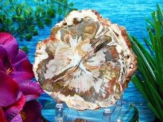 Petrified Wood COMPLETE ROUND Slab w/Bark EXQUISITE IVORY RUST GRAY GOLD Flower 3