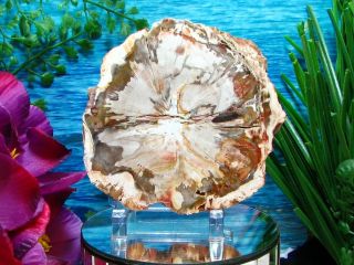 Petrified Wood COMPLETE ROUND Slab w/Bark EXQUISITE IVORY RUST GRAY GOLD Flower 4