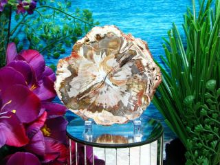 Petrified Wood COMPLETE ROUND Slab w/Bark EXQUISITE IVORY RUST GRAY GOLD Flower 7