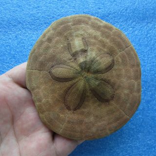 Clypeaster Species 93mm Sea Urchin Sand Dollar