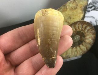 Huge Mosasaur Tooth 01 - Morocco,  Marine Reptile,  Dinosaur Era Fossil