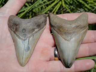 4) 2 Cool Megs " Megalodon Shark Teeth Fossil