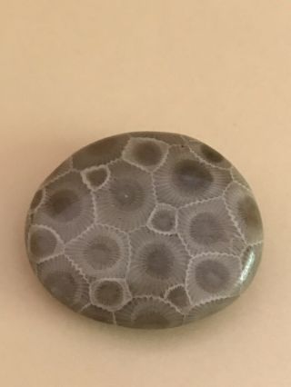 Polished Petoskey Stone 0.  88oz,  4.  5” Circumference