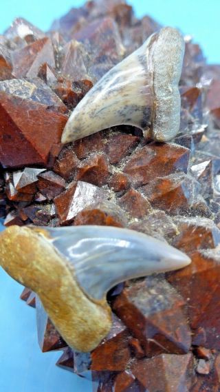 Bakersfield Fossil Duo.  Isurus Planus Mako Shark Teeth.  Megalodon Shark Era