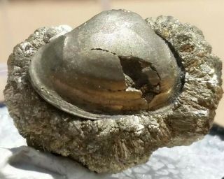 Very Rare Pyrite Fossil Pelecypod Nuculites Spring Creek Alden York Clam