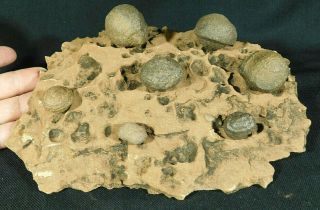 Seven Moqui Marbles On A Big Natural Navajo Sandstone Formation Utah 1141gr E