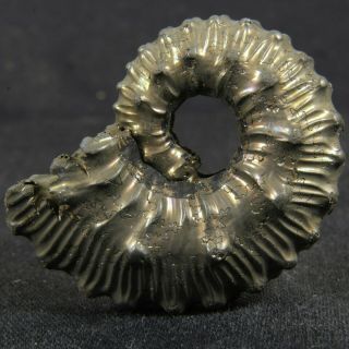 1.  4in (3.  6cm) Incredible Shine Pyrite Ammonite Kosmoceras Callovian Fossil Russia