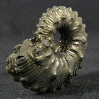1.  4in (3.  6cm) incredible shine pyrite Ammonite Kosmoceras Callovian fossil Russia 2