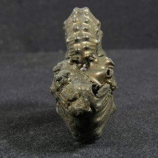 1.  4in (3.  6cm) incredible shine pyrite Ammonite Kosmoceras Callovian fossil Russia 3