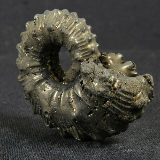 1.  4in (3.  6cm) incredible shine pyrite Ammonite Kosmoceras Callovian fossil Russia 4