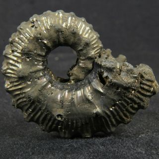 1.  4in (3.  6cm) incredible shine pyrite Ammonite Kosmoceras Callovian fossil Russia 5