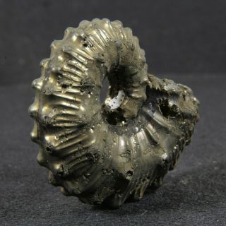 1.  4in (3.  6cm) incredible shine pyrite Ammonite Kosmoceras Callovian fossil Russia 6