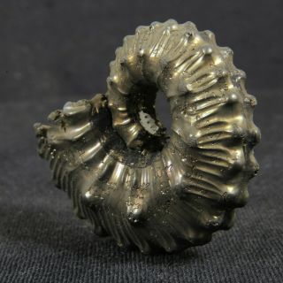1.  4in (3.  6cm) incredible shine pyrite Ammonite Kosmoceras Callovian fossil Russia 8