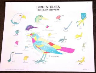 Vintage Denoyer - Geppert Biology Wall Chart 1892 - Bird Studies