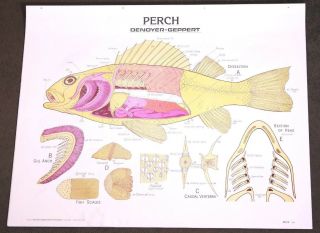 Vintage Denoyer - Geppert Biology Wall Chart 1889 - Perch