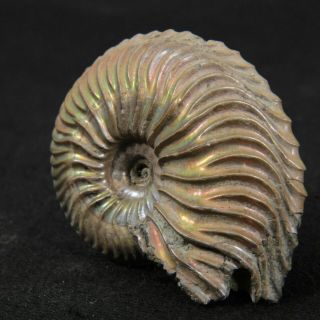 1.  1in (2.  9cm) nacre pyrite Ammonite Cardioceras Jurassic Oxfordian fossil Russia 3