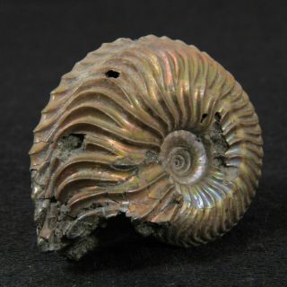1.  1in (2.  9cm) nacre pyrite Ammonite Cardioceras Jurassic Oxfordian fossil Russia 5