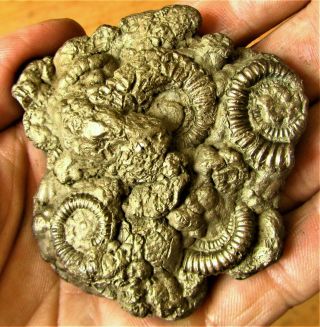 Stunning Big Golden Multi Ammonite 72 Mm Jurassic Pyrite Fossil Uk Gold Present