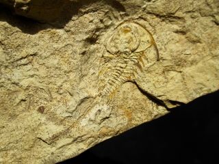 Long Tailed Very Rare Teresellus Trilobite - Nevada