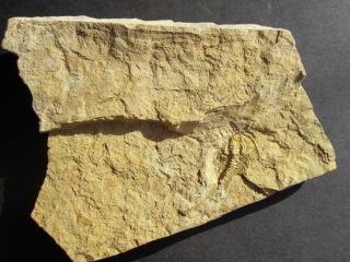 Long Tailed Very Rare Teresellus Trilobite - Nevada 3