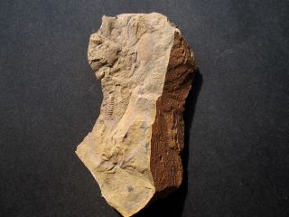Premium Zacanthoides typicalis Trilobite PLUS - - Nevada 4