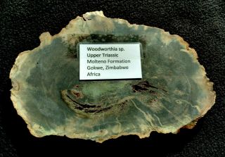 Awesome Woodworthia sp.  Slab,  Upper Triassic,  Molteno Fm.  Gokwe,  Zimbabwe Africa 2