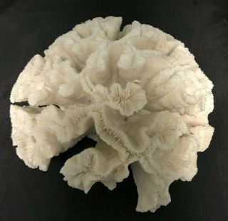 Natural Brain Coral Specimen Large 8” White Ocean Beach Aquarium Display Decor