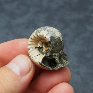 Rare 32x27mm Erymnoceras Coronatum Ammonite Pyrite Fossil Ryazan Russia