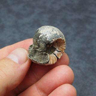 RARE 32x27mm Erymnoceras coronatum Ammonite Pyrite Fossil Ryazan Russia 2