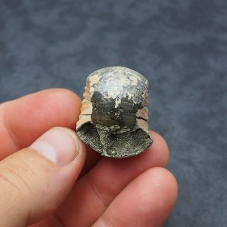 RARE 32x27mm Erymnoceras coronatum Ammonite Pyrite Fossil Ryazan Russia 3