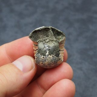RARE 32x27mm Erymnoceras coronatum Ammonite Pyrite Fossil Ryazan Russia 4