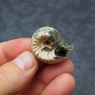 RARE 32x27mm Erymnoceras coronatum Ammonite Pyrite Fossil Ryazan Russia 5