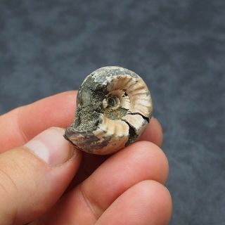 RARE 32x27mm Erymnoceras coronatum Ammonite Pyrite Fossil Ryazan Russia 6