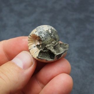 RARE 32x27mm Erymnoceras coronatum Ammonite Pyrite Fossil Ryazan Russia 7