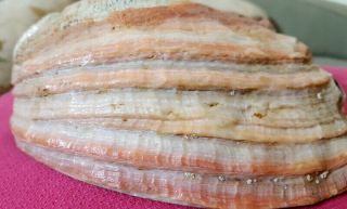 Vintage Natural Sea Shell Shells Real Coral & Large Abalone Beach Iridescent