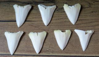 7 Group Upper Principle Nature Modern Great White Shark Tooth (teeth)