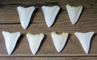 7 Group Upper Principle Nature Modern Great white shark tooth (teeth) 2