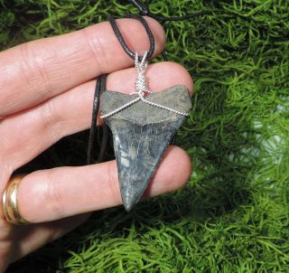 1 3/4  Mako Sharks Tooth Necklace/jewelry/megalodon Fossil Sharks Teeth