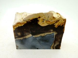 Rare Petrified Wood Stand Up Polished R101 Lapidary Rock Oregon Roger Mt.  Slab
