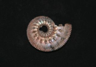 Ammonite Abnormal Kosmoceras Jurassic Callovian Russia Fossil