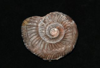Ammonite Abnormal Indosphinctes Microconch Jurassic Callovian Russia Fossil