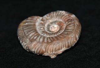 Ammonite Abnormal Indosphinctes microconch Jurassic Callovian Russia Fossil 2