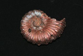 Ammonite Abnormal Kosmoceras Fossil Callovian Russia 2