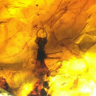 Neuroptera Larva （raw Gemstone 7.  4g） Burmite Cretaceous Amber Fossil Dinosaurs