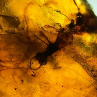 Neuroptera larva （raw gemstone 7.  4G） Burmite Cretaceous Amber fossil dinosaurs 2