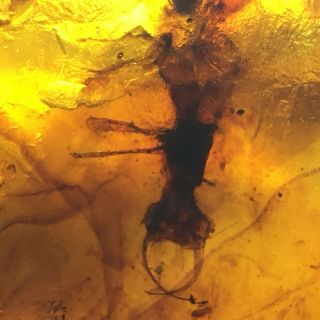 Neuroptera larva （raw gemstone 7.  4G） Burmite Cretaceous Amber fossil dinosaurs 3