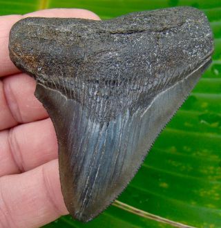 Megalodon Shark Tooth 3 & 5/16 In.  Real Fossils - No Restorations