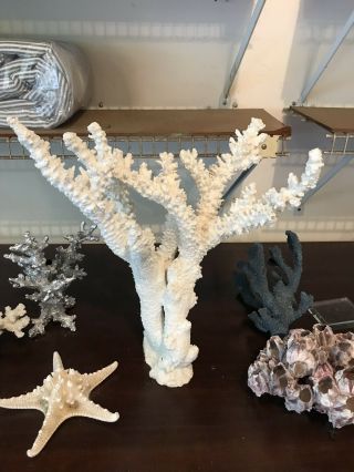 White Ocean Coral 15” X 12” - Great Natural Sculpture